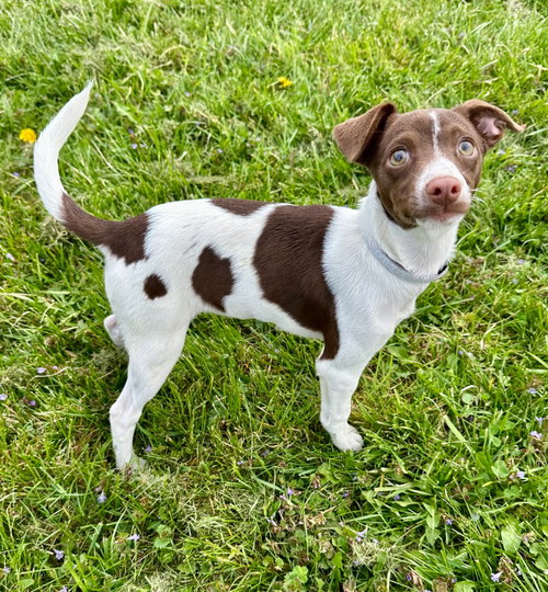 CLOVE - Whippet / Dachshund available for adoption