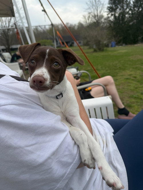 CLOVE - Whippet / Dachshund available for adoption
