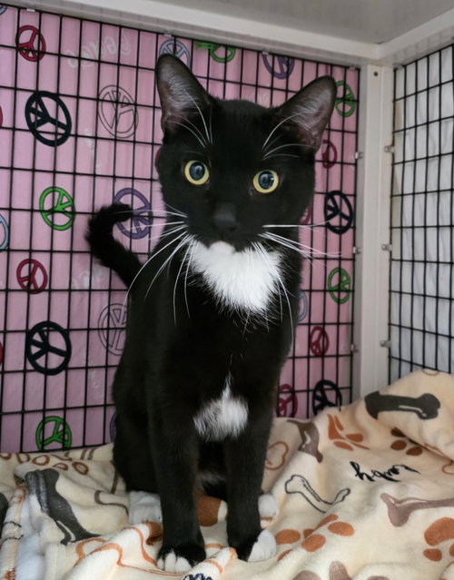 Pemberton, Young Domestic Short Hair / Mixed, cat for adoption in Linden, New Jersey