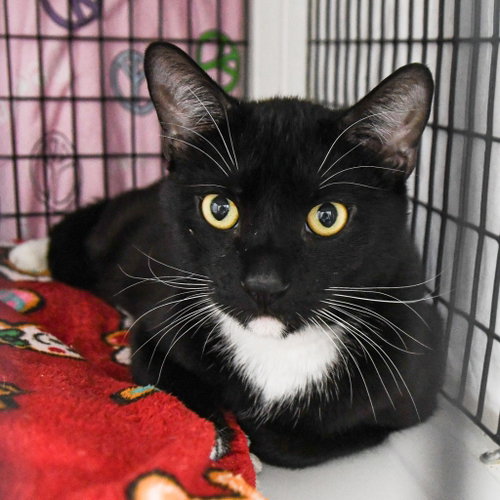 Pemberton, an adoptable Domestic Short Hair in Lawrenceville, NJ