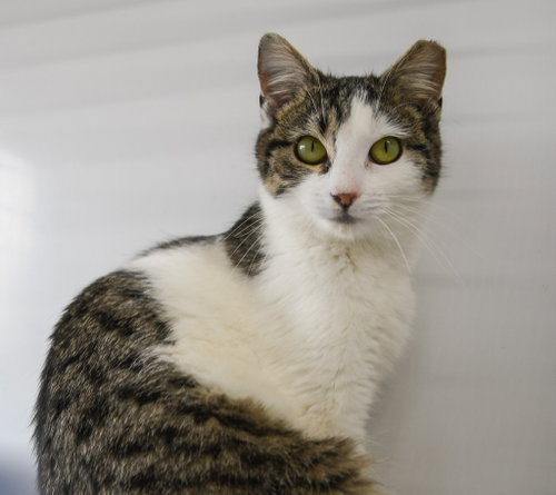 MAIZE - Domestic Short Hair available for adoption