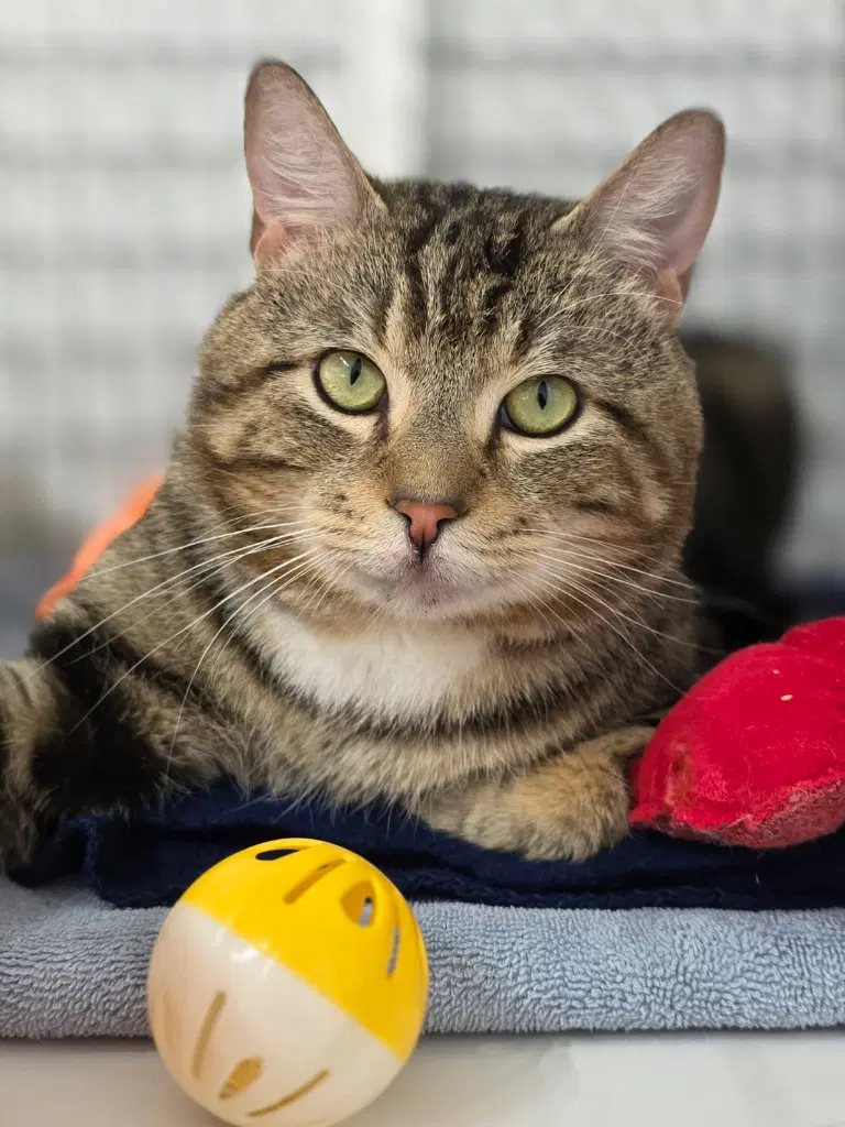 Tyler - Domestic Short Hair