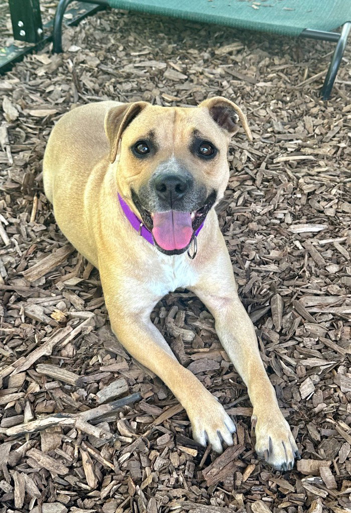 Canela