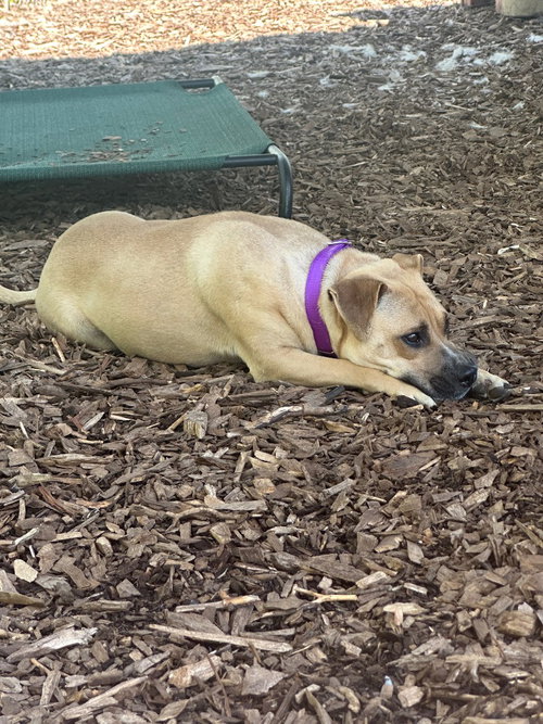 CANELA - American Staffordshire Terrier available for adoption