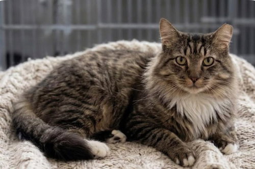 Paddington, an adoptable Domestic Long Hair in Lawrenceville, NJ