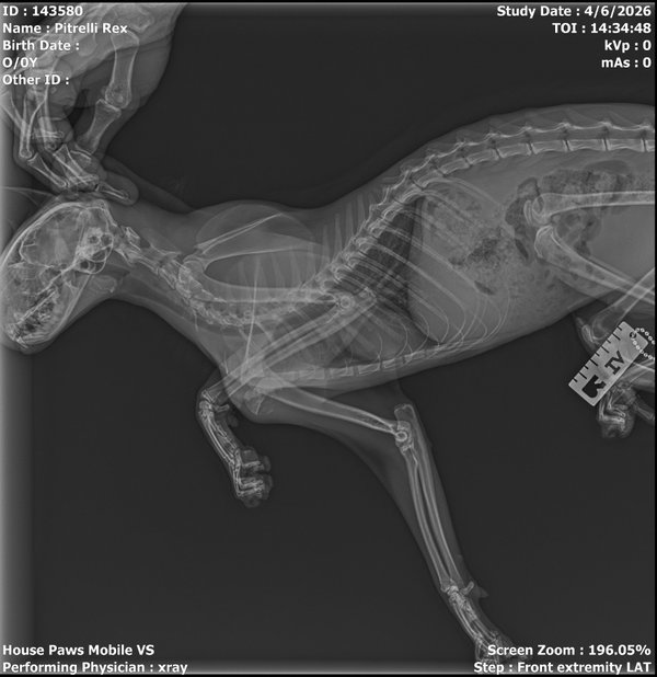 Rex