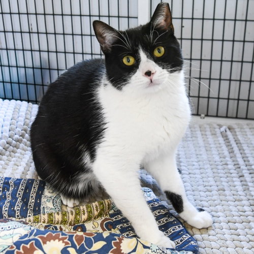 SPROUT - Domestic Short Hair for adoption in Trenton