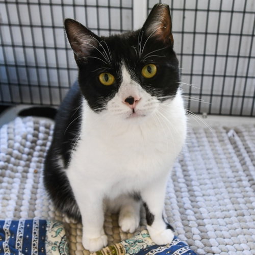 SPROUT - Domestic Short Hair available for adoption