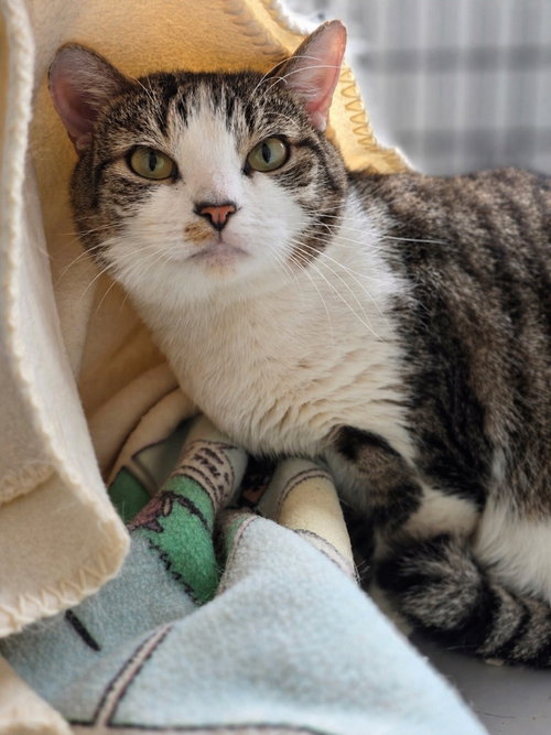 Sampson, an adoptable Domestic Short Hair in Lawrenceville, NJ