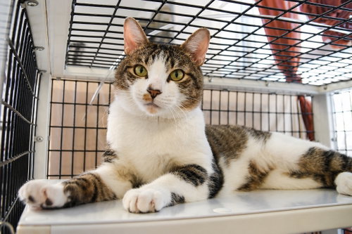 SAMPSON - Domestic Short Hair available for adoption
