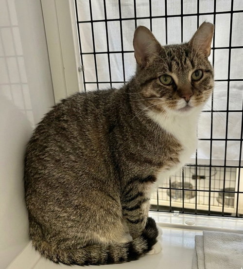 Placidus Maximus, an adoptable Domestic Short Hair in Lawrenceville, NJ