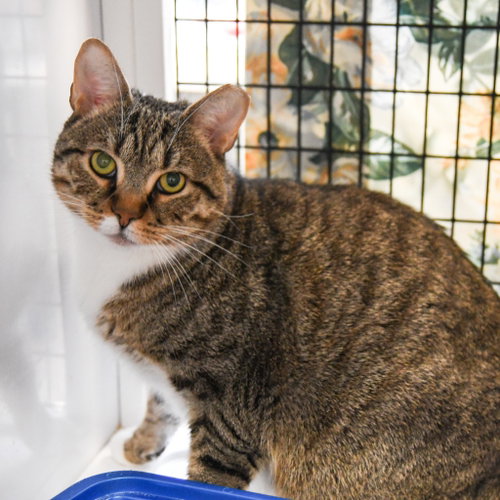 Placidus Maximus, Young Domestic Short Hair / Mixed, cat for adoption in New Brunswick, New Jersey
