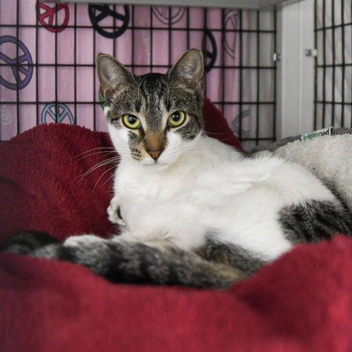 Slushy, an adoptable Domestic Short Hair in Lawrenceville, NJ
