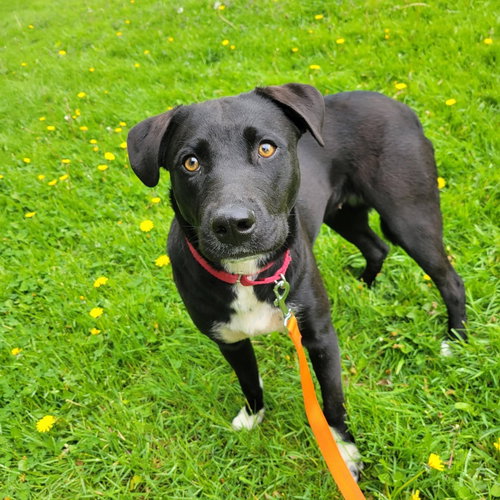 Zoey, an adoptable Husky in Lawrenceville, NJ