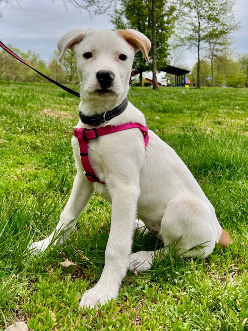 Luna, an adoptable Labrador Retriever in Lawrenceville, NJ