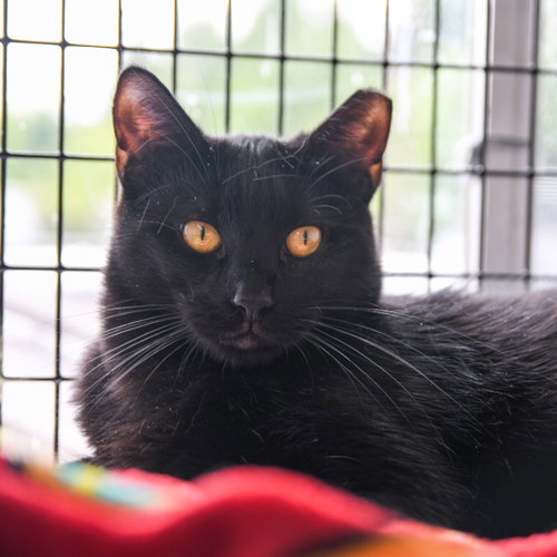 Adzuki, an adoptable Domestic Short Hair in Lawrenceville, NJ