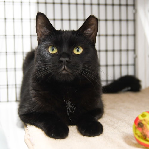 Alfalfa, an adoptable Domestic Short Hair in Lawrenceville, NJ