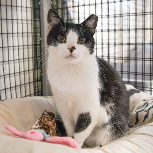 Chia, Adult Domestic Short Hair / Mixed, cat for adoption in New Brunswick, New Jersey