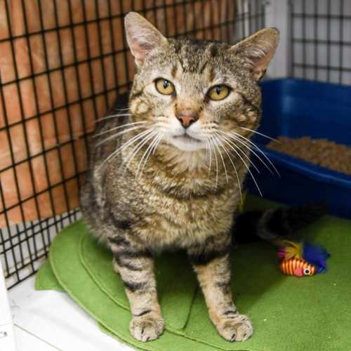 QUINCY - Domestic Short Hair available for adoption