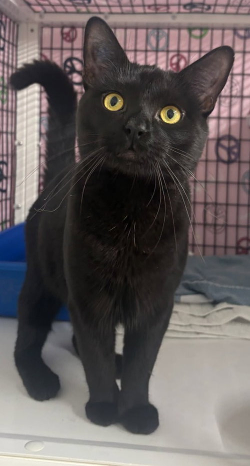 Count Chocula, an adoptable Domestic Short Hair in Lawrenceville, NJ