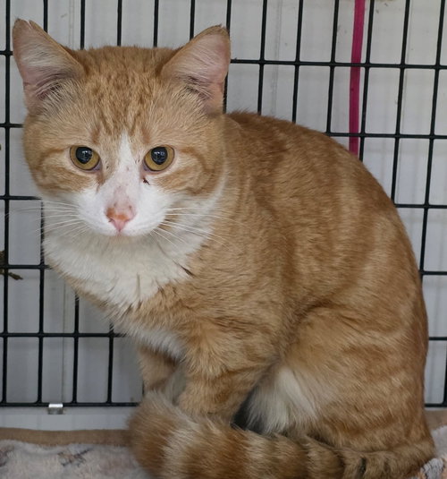 Sunkist, an adoptable Domestic Short Hair in Lawrenceville, NJ