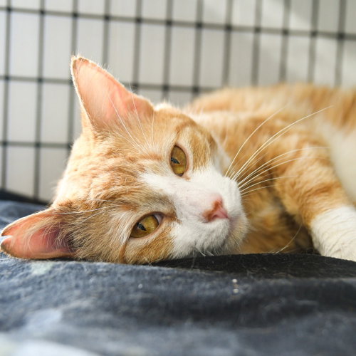 SUNKIST - Domestic Short Hair for adoption in Trenton