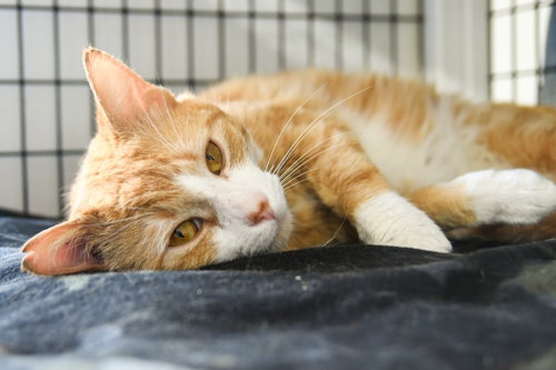 SUNKIST - Domestic Short Hair available for adoption