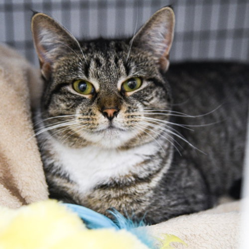 TOFFEE - Domestic Short Hair available for adoption