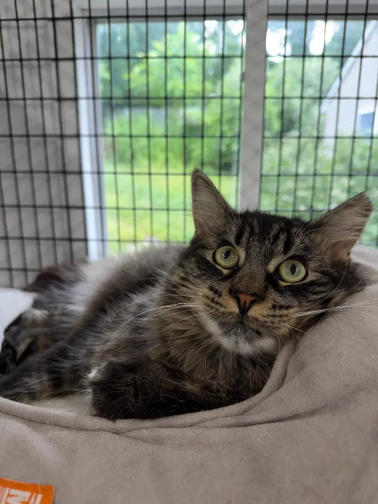 Hoku - Domestic Medium Hair