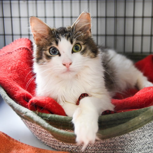 KEANU - Domestic Short Hair available for adoption