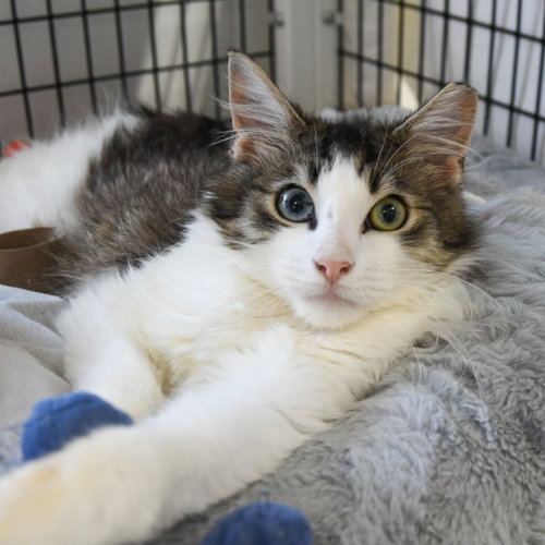 KEANU - Domestic Short Hair available for adoption