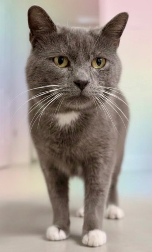 Shimmer, an adoptable Domestic Short Hair in Lawrenceville, NJ