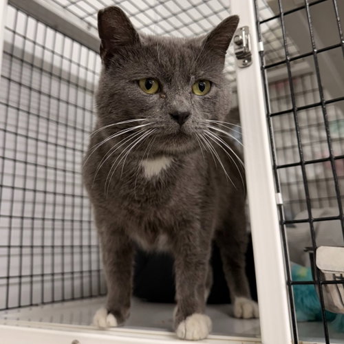 SHIMMER - Domestic Short Hair available for adoption