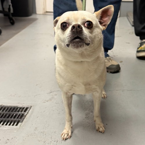Tostito, an adoptable Chihuahua in Lawrenceville, NJ