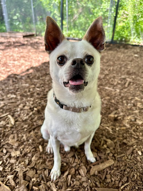 TOSTITO - Chihuahua available for adoption