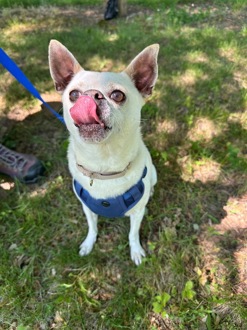 TOSTITO - Chihuahua available for adoption