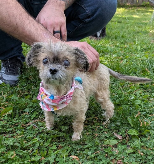Pippa, an adoptable Brussels Griffon in Lawrenceville, NJ