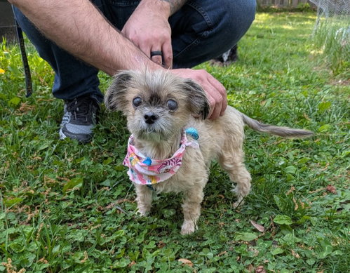 PIPPA - Brussels Griffon / Shih Tzu available for adoption