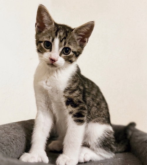 WINSLOW - Domestic Short Hair available for adoption