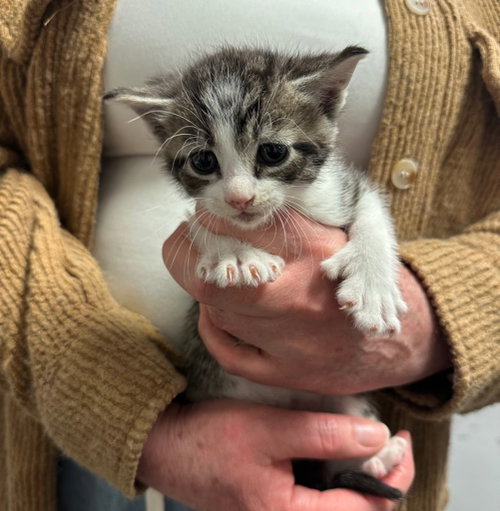 WINSLOW - Domestic Short Hair available for adoption