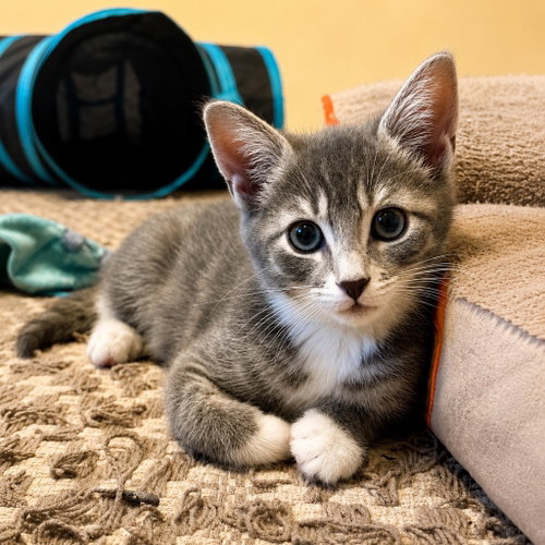 PAYSON - Domestic Short Hair available for adoption