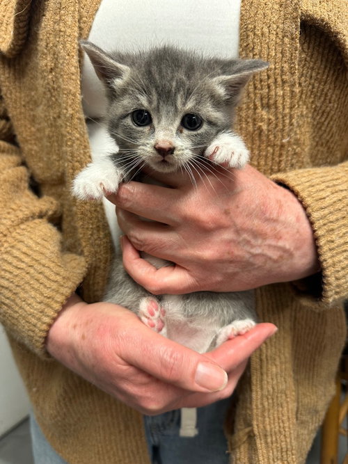 PAYSON - Domestic Short Hair available for adoption