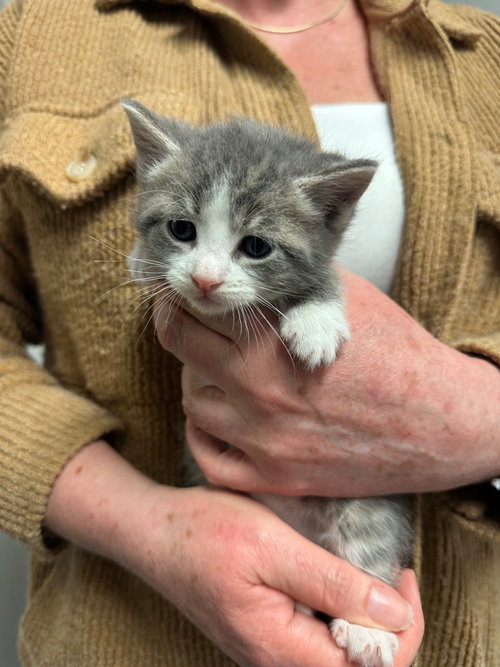 BISBEE - Domestic Short Hair available for adoption