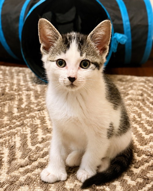 GREER - Domestic Short Hair available for adoption