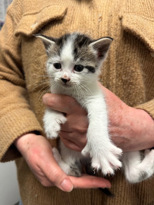 GREER - Domestic Short Hair available for adoption