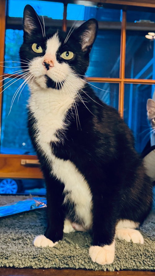 SEDONA - Domestic Short Hair available for adoption