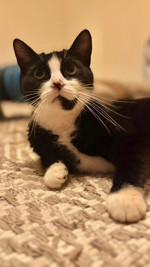 SEDONA - Domestic Short Hair available for adoption