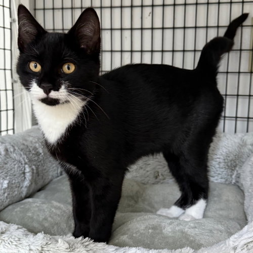 RAJ - Domestic Short Hair available for adoption