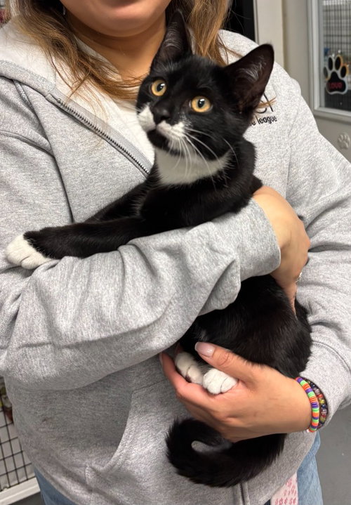 RAJ - Domestic Short Hair available for adoption