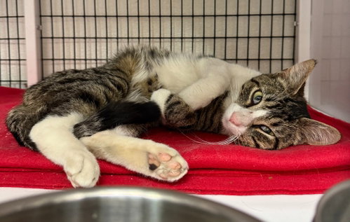 Jaspurr, an adoptable Domestic Short Hair in Lawrenceville, NJ